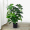 65CM18 Leaf Money Tree without Pot