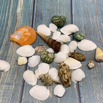 Fish tank aquarium landscaping shell conch fish tank decoration turtle tank set color stone shells