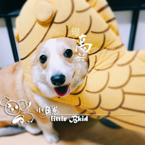 Lets show off the cute cross-dressing master Taiyaki hat with a normal head size Shiba Inu Corgi shovel officer transformed into a fish head