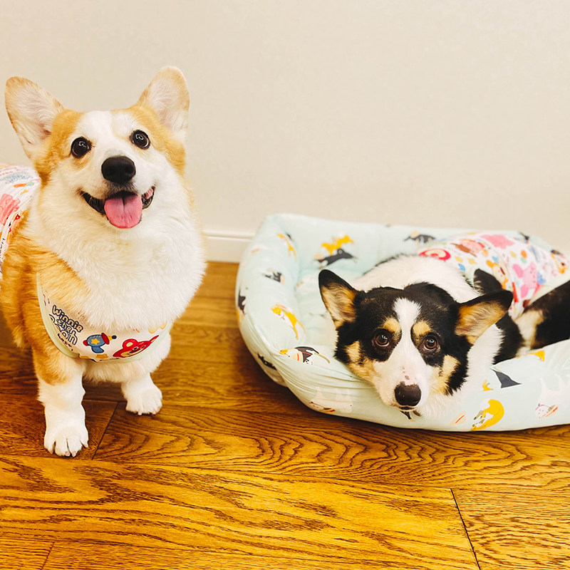 Small B cub Japanese original sheet 2022 Tchaida's new dog summer cool nest Q-max cold sensation 0 45 Corky chai dog kennel