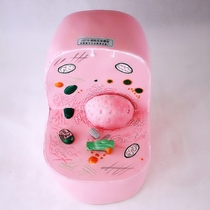 33302 Cell sub-microstructure model Animal cell structure Middle school biological experimental equipment teaching instrument
