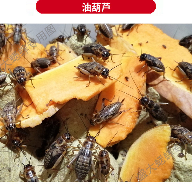 韩惠活体饲料养殖厂