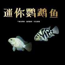 Mini parrot fish Royal blue parrot fish Platinum Parrot fish Freshwater small tropical ornamental fish Live package live