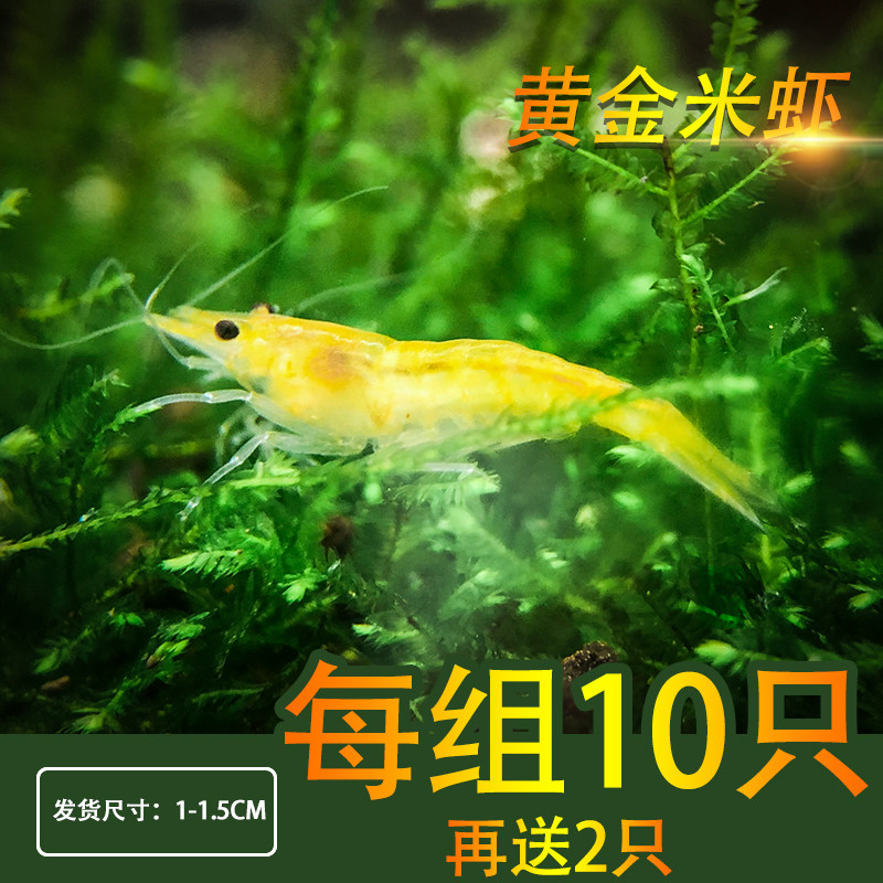 Tropical Ornamental Shrimp Living Aquarium Pet Gold Rice Shrimp Grass Vat with Algae Shrimp Tool Shrimp