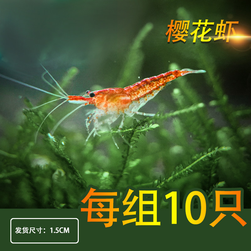 Cherry shrimp Cherry shrimp Ornamental shrimp Algae shrimp Pet shrimp Flame shrimp Live polar fire aquarium fish tank