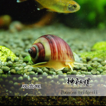 Mysterious snail Purple snail Purple pattern Mysterious snail Algae removal snail Tool snail Aquarium Live pet snail Freshwater snail Purple lily