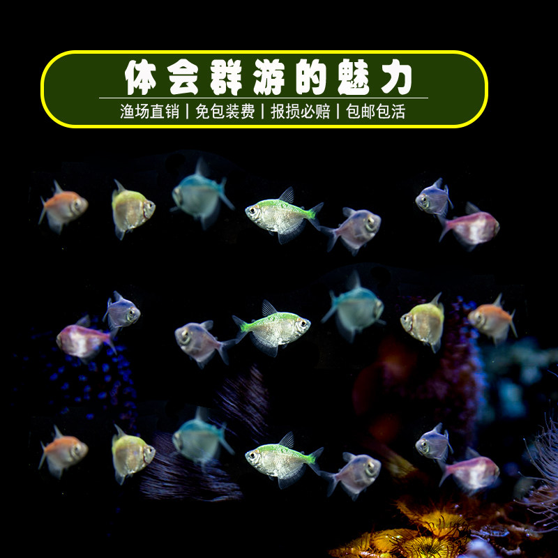 Tropical Fish Seven Colorful Dress Fish Living Glass Freshwater Small Black Dress Color Ornamental Fish Fish Tank Aquarium Pet