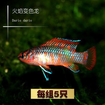 Dashi aquarium Flame Chameleon freshwater grass tank group swimming fish