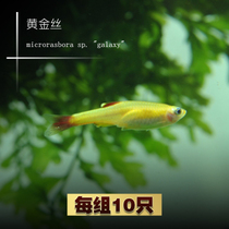 Dashi aquarium red gold silk Gold silk Low temperature resistant freshwater grass tank group swimming fish