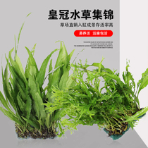 Backview aquatic grass negative aquatic grass fine leaf iron crown antlers iron crown iron lazy living aquatic grass aquarium landscape