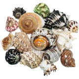 Натуральная раковина рыбака ландшафтной ручной работы ручной работы по дрейфующей бутылочной бутылке.