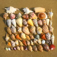 Натуральная раковина рыбака ландшафтной ручной работы ручной работы по дрейфующей бутылочной бутылке.