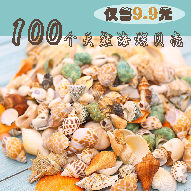 Natural shell conch starfish coral snail shellfish tank landscaping ornament roll shellfish hermit crab replacement shell combination