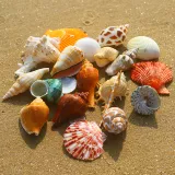 Натуральная раковина рыбака ландшафтной ручной работы ручной работы по дрейфующей бутылочной бутылке.