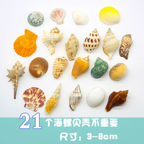 Натуральная раковина Shell Sea Star Fish Box