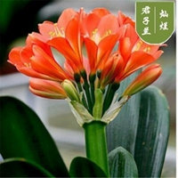 Блестящие 8 ~ 11 листьев в прошлом