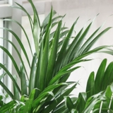 Sanjiefishi Potted Phoenix Bamboom Room Гостиная Большая зеленая кокосовая кокосовая кокосовые орехи Гавай