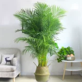 Sanjiefishi Potted Phoenix Bamboom Room Гостиная Большая зеленая кокосовая кокосовая кокосовые орехи Гавай