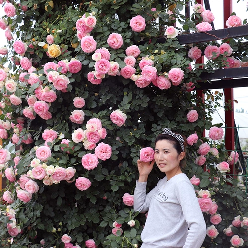 Саженцы виноградной лозы расцветают во всех сезонах, большие саженцы, сильный аромат, виноградное растение, садовые цветы, розовая роза роза