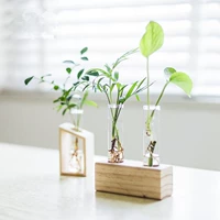 A+b+Pothos+Подокарпус+Карманный кокос