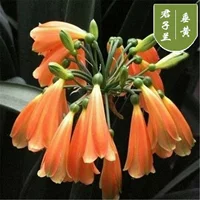 8 ~ 11 листьев с круглыми головами в прошлом