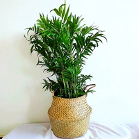 Карманный кокос 55-70 см опционально с раковиной и бамбуковой корзиной