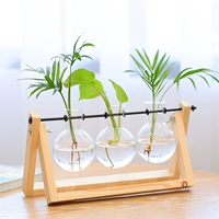 Три бутылки поленьев + зеленая редька + подокарпус + карманный кокос