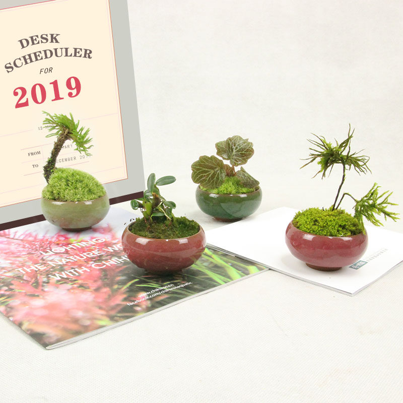 Moss Plant Microscape Desktop Office Desktop Small Potted Plant Green Plant Flowers Evergreen Purified Air