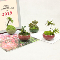 Moss Plant Microscape Desktop Office Desktop Small Potted Plant Green Plant Flowers Evergreen Purified Air