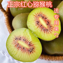 Authentic Pujiang Red Heart Kiwi Fruit and Kiwi Fruit Seasonal Full Box of Fruit for Pregnant Women and Children