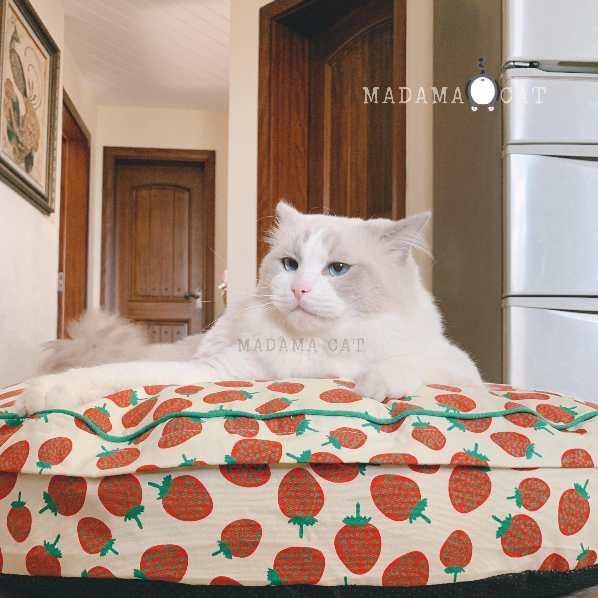 The small strawberry autumn and winter in Madama Cat winter day can be torn down with cat mat cat and cat bed and tatami