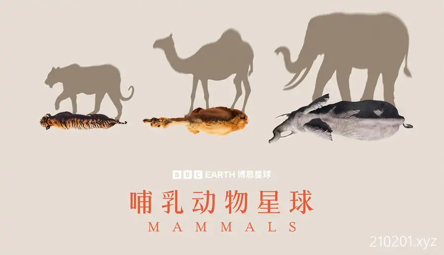 哺乳动物星球 Mammals 纪录片高清全集免费在线观看下载