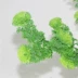 Phun nước cỏ cây tường mô phỏng cây xanh hoa nhân tạo trang trí cây xanh cây cỏ lá thanh hoa - Hoa nhân tạo / Cây / Trái cây