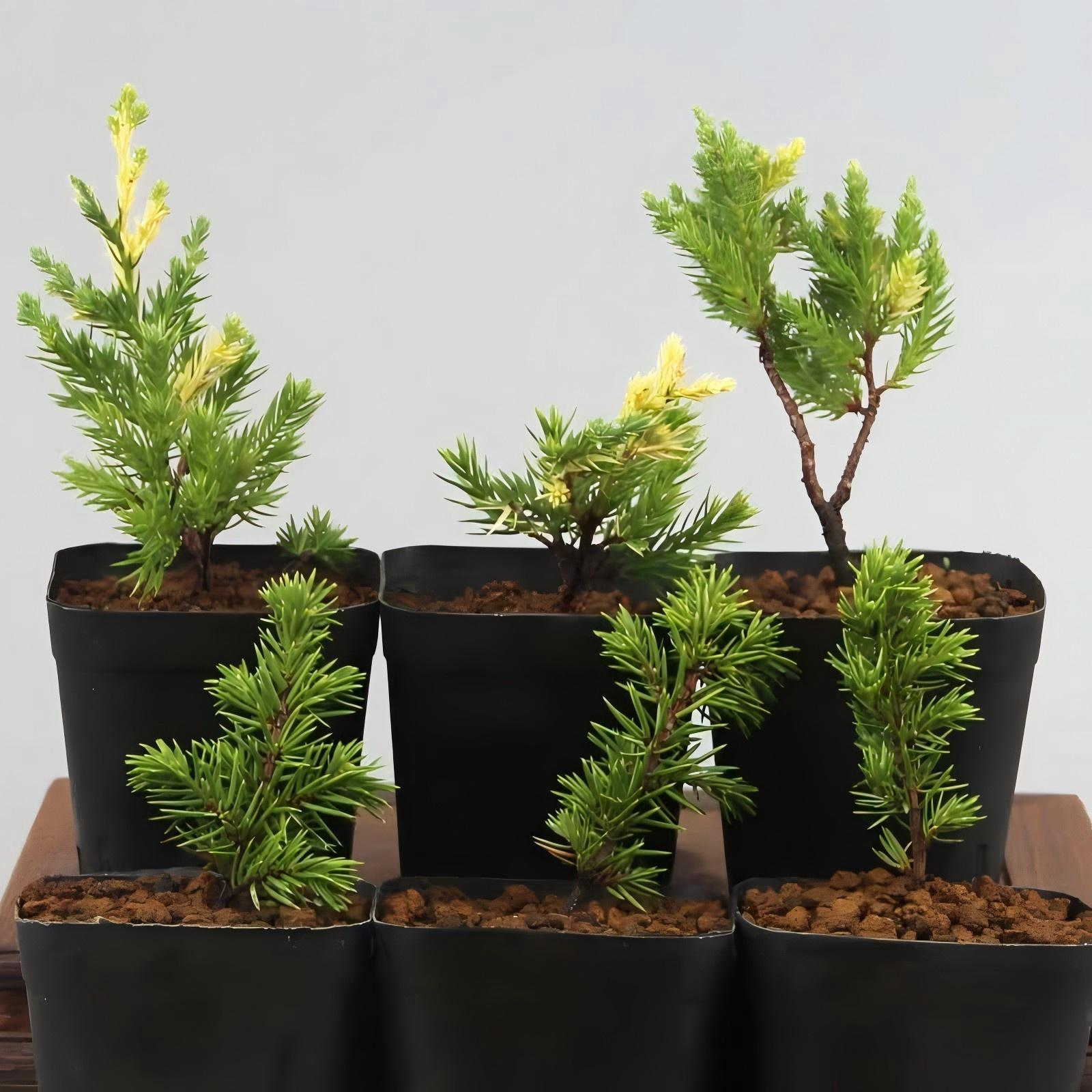 杜松价格多少钱？日本杜松一物一拍室内外观叶绿植小品一手托盆景素材包邮值得买吗？_化妆品_淘宝美妆网