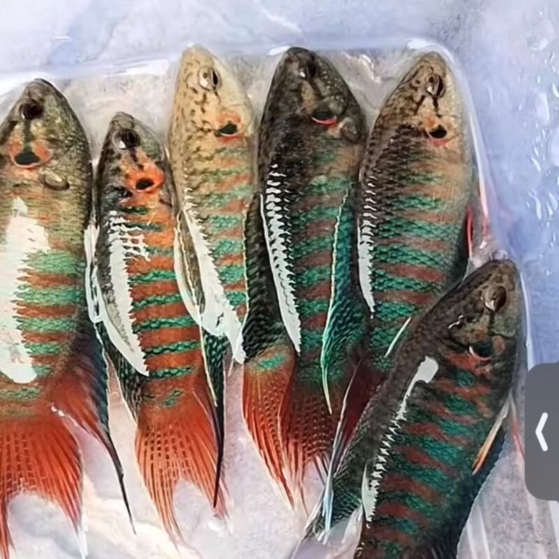 大鹰国斗批发