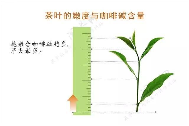 茶中的苦涩和甘甜，如何相辅相成浑然天成12