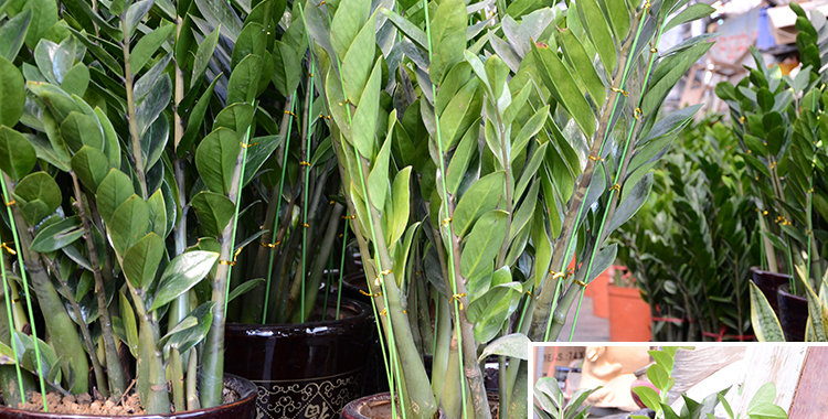 Làm vườn khung khung cây màu xanh lá cây nhà máy dây leo nho khung phalaenopsis tiền tree bracket nguồn cung cấp vườn bình xịt nước tưới cây