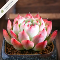 Yunnan straight hair mumuhome Chihuahua succulents potted indoor flowers green plant potted creative meng meaty