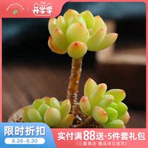  MuMuHome Spring cute small old pile succulents combination potted meat Indoor office green plants without flower pots