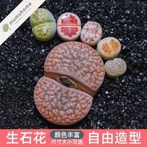  Raw stone flower Succulents Ass flower meat plant Ass flower stone head flower meat