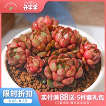  Yunnan straight hair mumuhome Opal group succulents combination potted indoor flower creative green plant potted