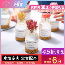  MuMuHome Succulents hydroponic combination Potted water raising meat plant hydroponic package Hydroponic bottle