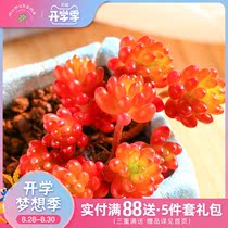  MuMuHome Red Berry Group Succulents combination potted flowers Red Yunnan cute meat meat free pot