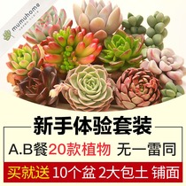 Yunnan Succulents novice package Meat plant succulents combination Green plant pot Flower succulents flower pot