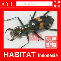 Indonesia black green tiger beetle Insect specimens Crafts Materials Museum collection Beetle art design Macro photography