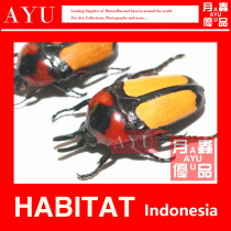 Xiaoyan Double Horn Flower Golden Turtle Insect Crafts Material Museum Collection Beetle Art Design Moon Insect Excellent Product