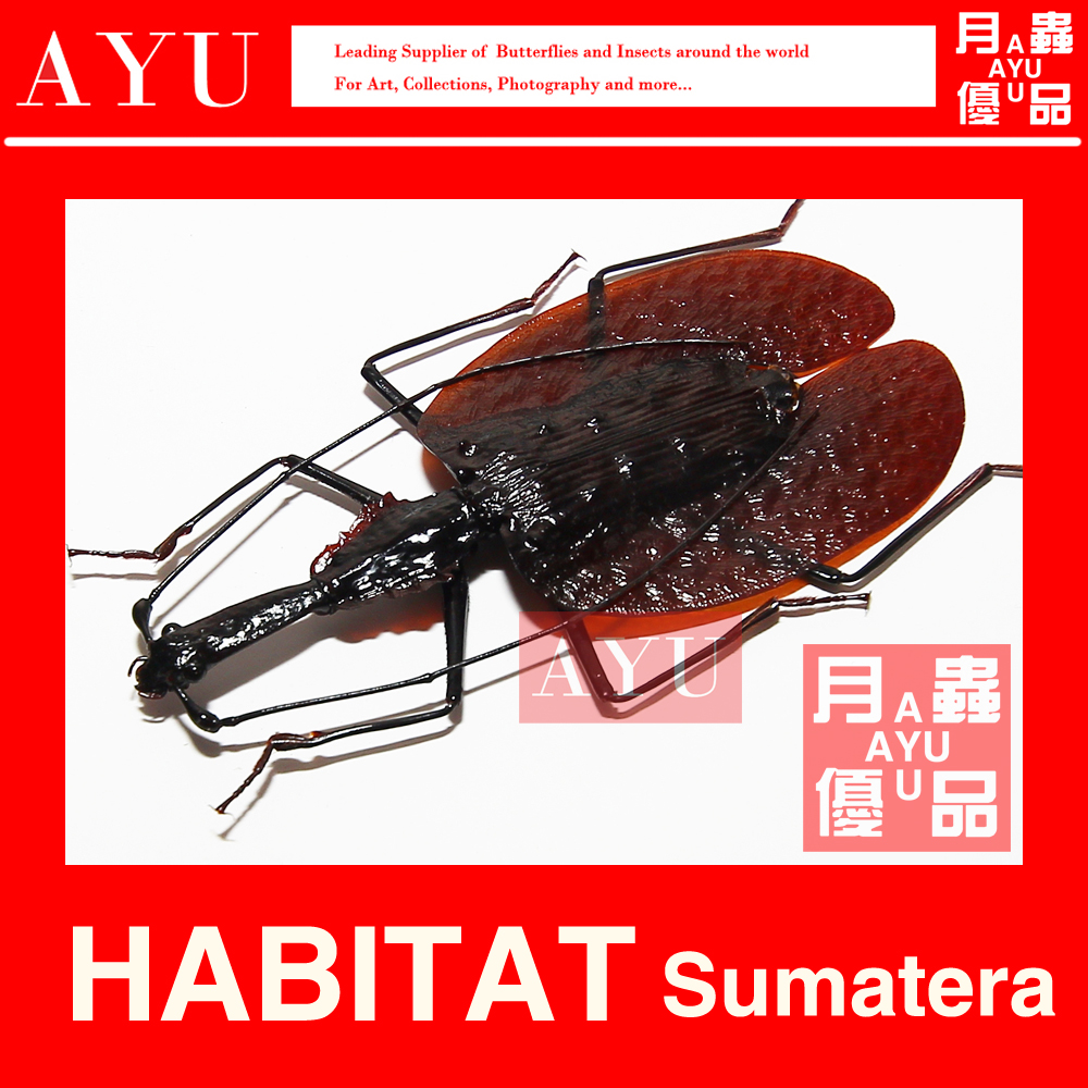 Violin Stripchia Insect Craft Gift Hem Accessories Material Bots Collection Peculiar Beetle Art Design Mothbug Uber