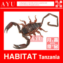 Zebra flat stone scorpion scorpion specimen crafts materials collection art design photography moon insect excellent products