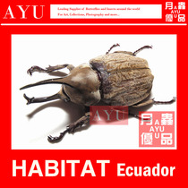 Gran gray-haired horn pocket insect crafts materials Museum collection beetle art design moon insect excellent products