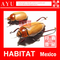 Long-legged giant golden tortoise insect crafts materials collection beetle color art design moon insect excellent products